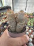 Frailea Pumila vaso 7 - comprar online