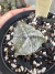 Astrophytum 3 quinas Vaso 9 cod 6