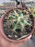 Ferocactus Hystrix vaso 11