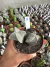 Kit Astrophytum vaso 11 cod 8