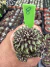 Gymnocalycium Mihanovichii Cristata vaso 7 cod 8 - comprar online
