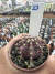 Gymnocalycium T- Lux vaso 9 cod 23
