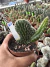 Cleistocactus Cristata ( rabo de sereia) vaso 11 cod 20