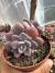 Graptoveria Derbie vaso 11 - comprar online