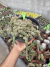 Echinopsis chamaecereus Cristata cuia 21 cod 2 na internet