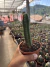 Echinopsis pachanoi ( São Pedro ) vaso 11 na internet