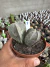 Kit Astrophytum vaso 11 cod 8 - comprar online