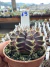 Gymnocalycium Híbrido Daydream vaso 6 Cod 69 - comprar online