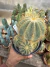 Parodia Magnifica vaso 15 cod 1 - comprar online