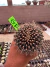 Gymnocalycium M. Cristata vaso 9 G12 - comprar online