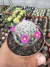 Mammilaria Laui vaso 7
