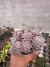 Graptoveria Super Primavera vaso 12 na internet