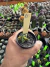 Astrophytum Variegata vaso 7 Cod 6 - comprar online