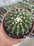 Wigginsia Erinacea vaso 11 - comprar online