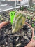 chamaelobivia Variegata Vaso 9 cod 10
