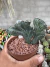 Rabo de seria vaso 11 cod 34