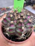 Gymnocalycium T- Rex vaso 6 cod 209