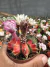Gymnocalycium variegata raiz própria vaso 9 cod 238 - comprar online