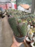Mammillaria Hildagensis Vaso 15 Cod 2 Matriz na internet