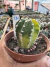 Cacto lua Variegata raiz própria vaso 11 Cod 12