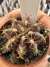 Gymnocalycium Híbrido Daydream vaso 6 Cod 93