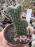 Cleistocactus Cristata ( rabo de sereia) vaso 11 Cod 5