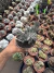 Euphorbia láctea Cristata Variegata Cod 7 - comprar online