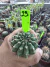 Gymnocalycium Thornless Vaso 6 Cod 29