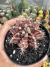 Gymnocalycium T- Rex Exertado vaso 9 - comprar online