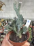 Cacto Rabo de sereia vaso 11 cod 2