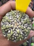 Astrophytum Asterias V-type Super Kabuto Vaso 6 cod 119