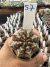 Gymnocalycium Híbrido Daydream vaso 6 Cod 57
