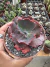Echeveria Gibbiflora Mauna vaso 9 na internet
