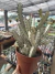 Euphorbia Láctea MATRIZ VASO 18 - comprar online