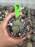 Astrophytum 3 quinas Vaso 9 cod 3