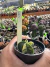 Astrophytum Variegata vaso 7 Cod 6 na internet