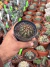 Discocactus Pachythele vaso 9 - comprar online
