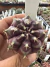 Gymnocalycium Híbrido Daydream vaso 6 Cod 63