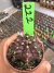 Gymnocalycium T- Rex vaso 6 cod 222 - comprar online