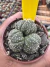 A. Asteria Kabuto Colônia vaso 6 cod 84