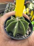 Astrophytum Fukuryu vaso 7 Cod 18