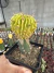 Stenocactus Variegata Exertado vaso 12