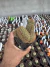 Echinopsis Cristata sp Exertado vaso 12