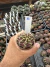 Gymnocalycium Híbrido Daydream vaso 6 Cod 6 - comprar online