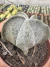 Astrophytum Coahuilense vaso 7 - loja online