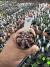 Gymnocalycium T- Lux vaso 6 cod 8 - comprar online