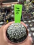 Astrophytum Asteria vaso 6 cod 140 na internet
