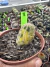 chamaelobivia Variegata Vaso 9 cod 8