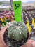 Astrophytum Asteria vaso 6 cod 10 - comprar online