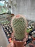 Mammilaria Sinossissima vaso 11 na internet